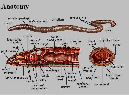 The Worm